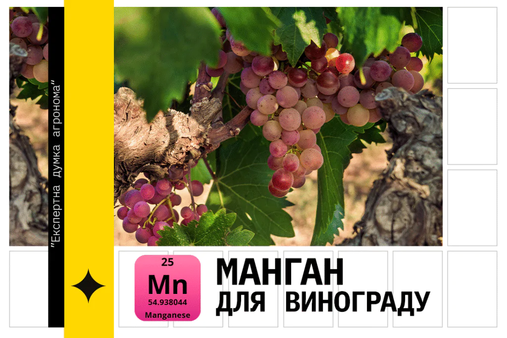 Вплив мангану на формування летких компонентів винограду та вина