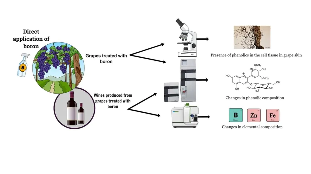 Манган (Mn) є ключовим мікроелементом для росту рослин і розвитку плодів.