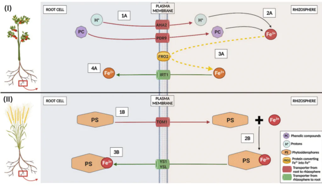 foliar application of iron