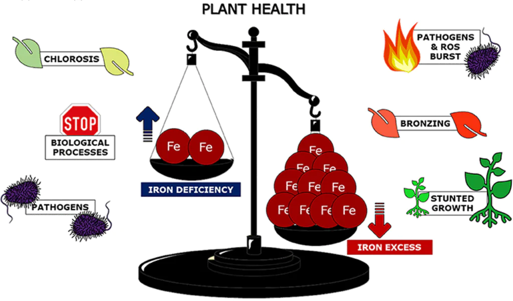 foliar application of iron